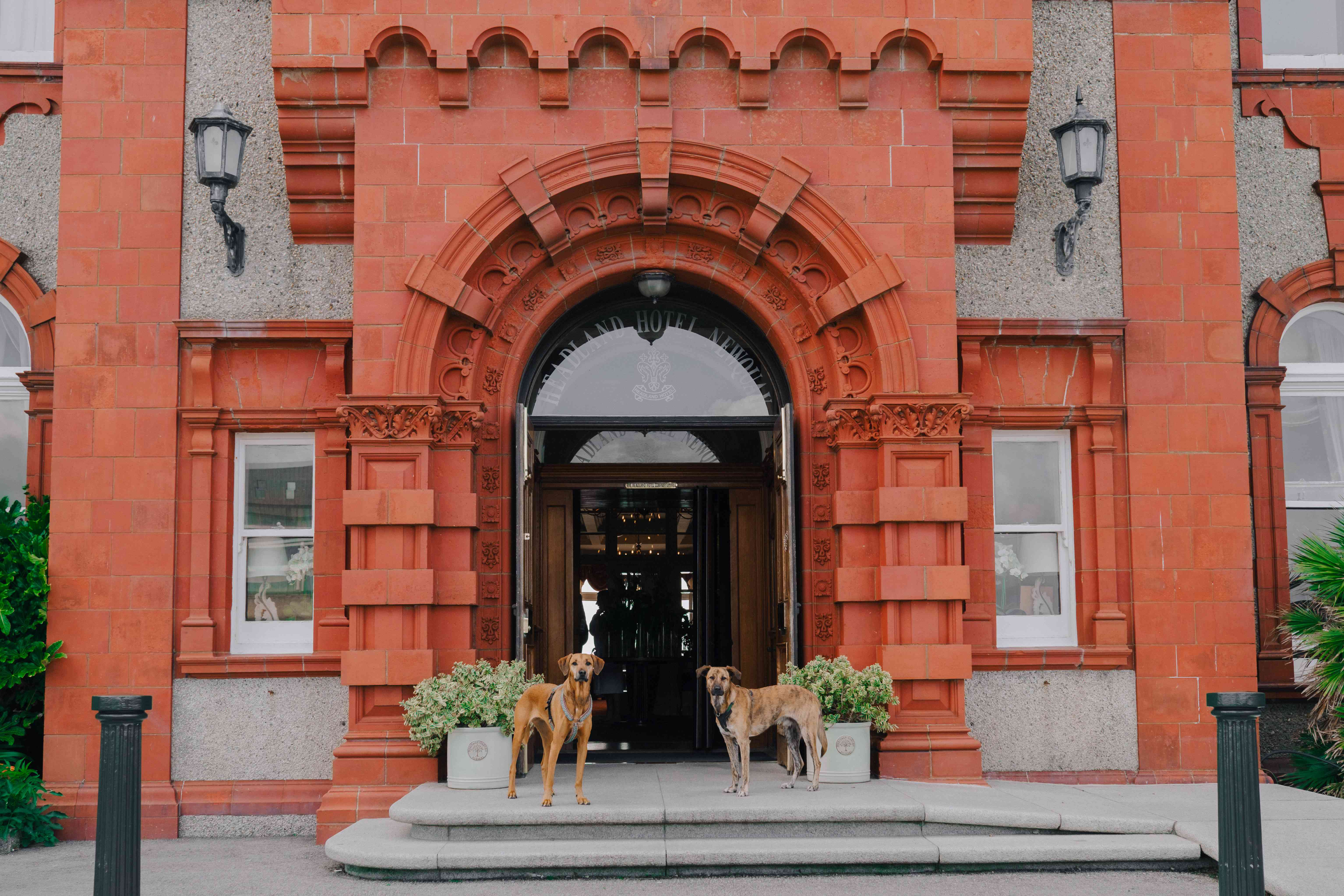 Dogs outside The Headland entrance