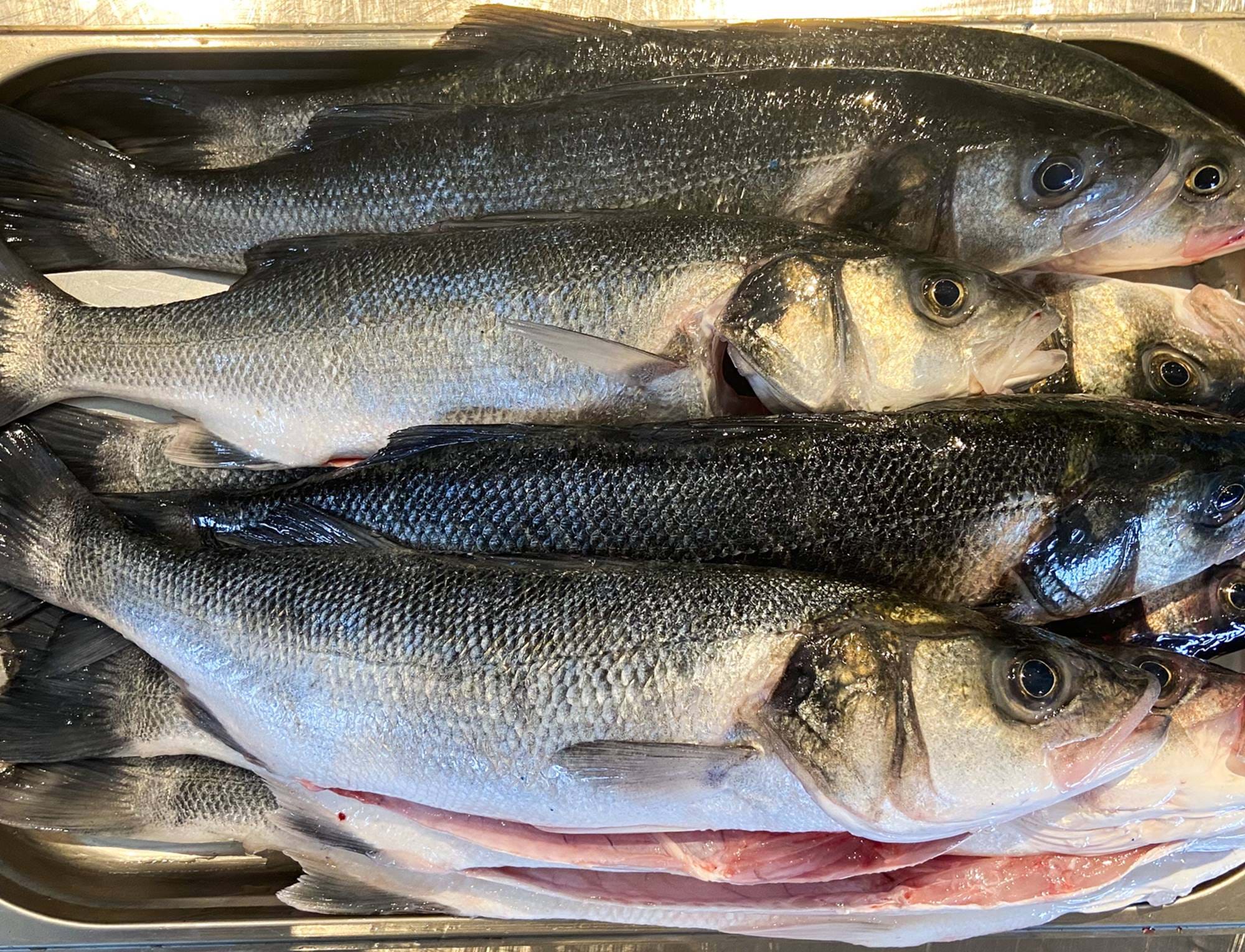 Cornish Fish