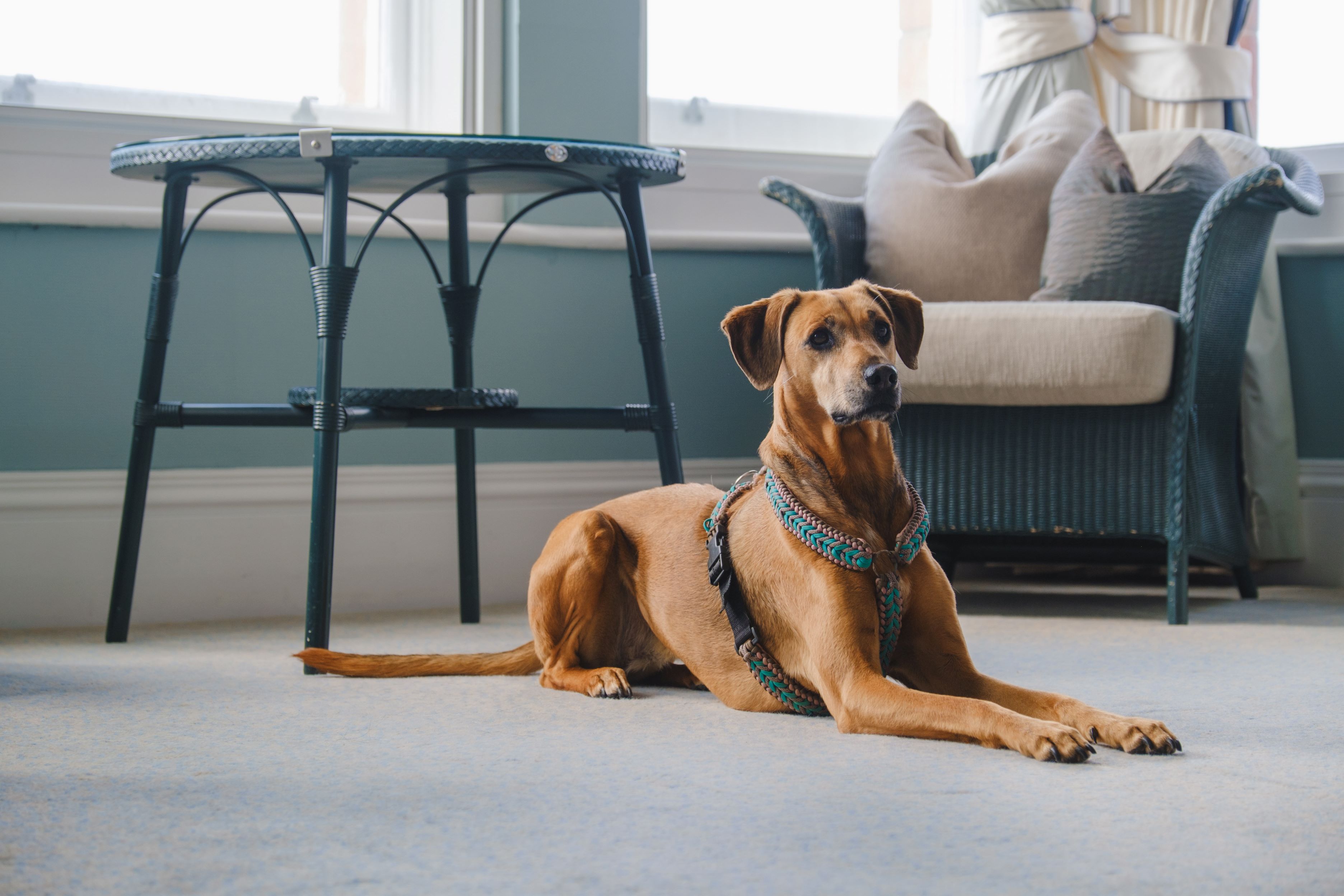 Luxury Dog-Friendly Hotel in Newquay, Cornwall | The Headland