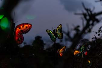 The Lost Gardens of Heligan in Cornwall