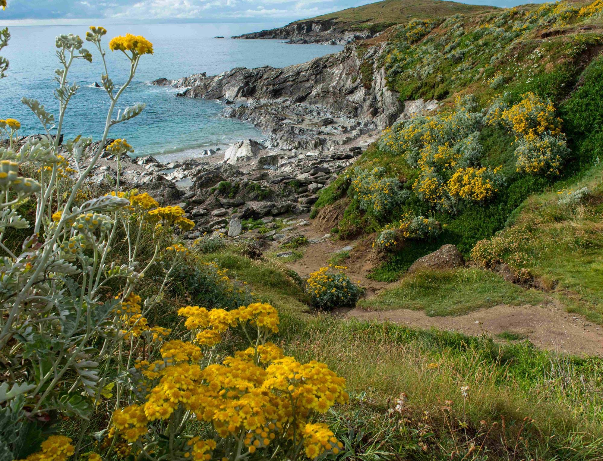 Cornwall Spring Spring Breaks in Cornwall: Explore the Season from The Headland